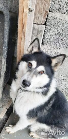 Сибирский хаски