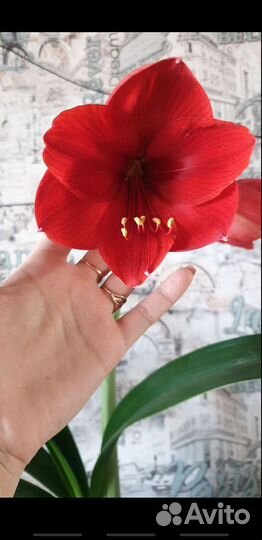 Луковицы амариллиса