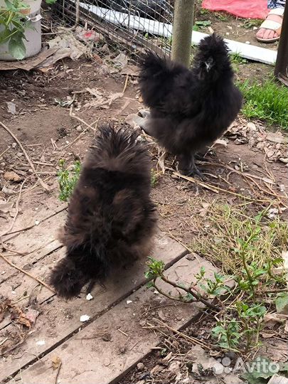 Куры молодки несушки