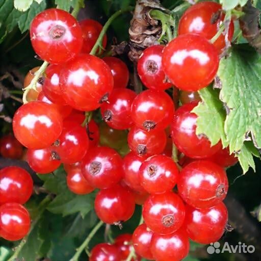 Саженцы смородины:чёрная, красная, белая