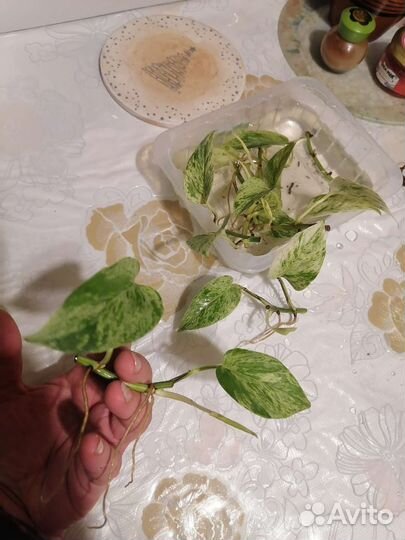 Сциндаптус мраморный