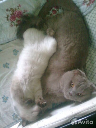 Вязка с котом Ричардом