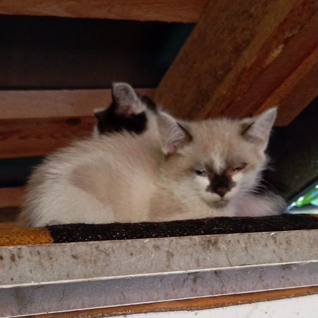 Котёнок в добрые руки
