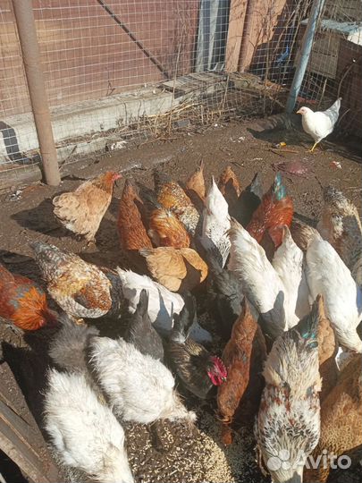 Молодые петухи