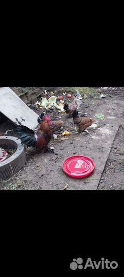 Яйца для инкубации
