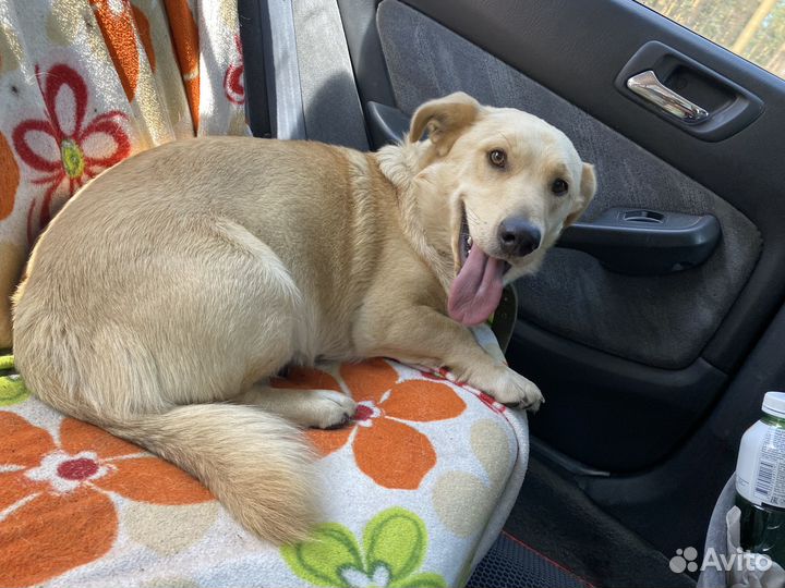 Собака в добрые руки