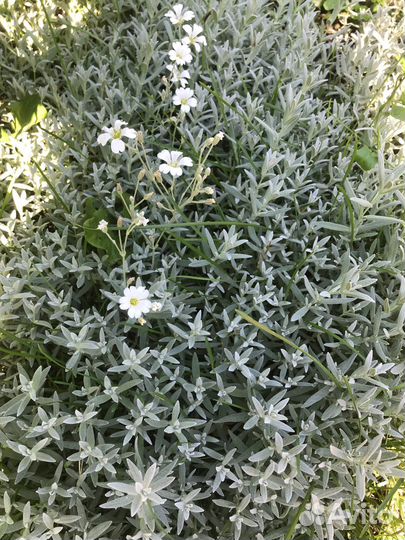 Садовые цветы