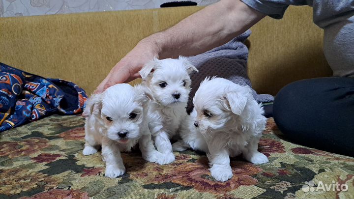 Щенки мальтийской болонки