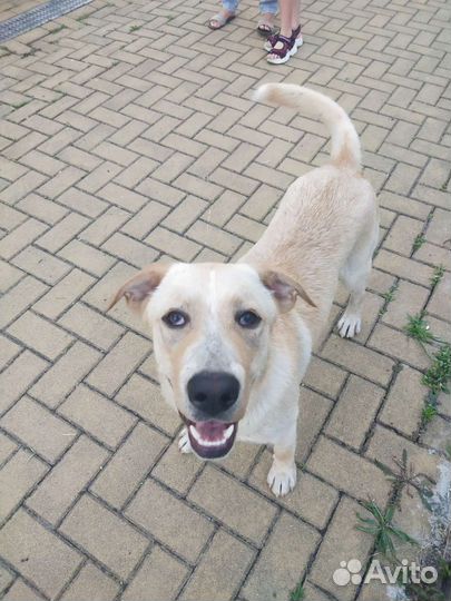 Собака в добрые руки