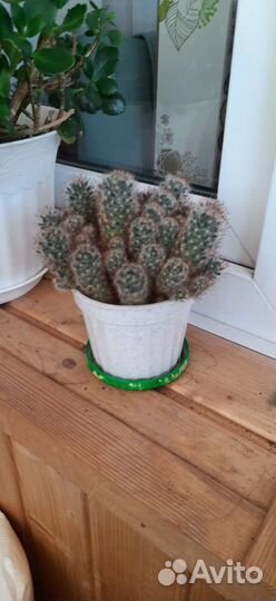 Комнатные растения