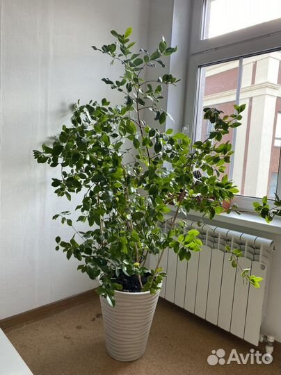 Арбутус обыкновенный. (Земляничное дерево)