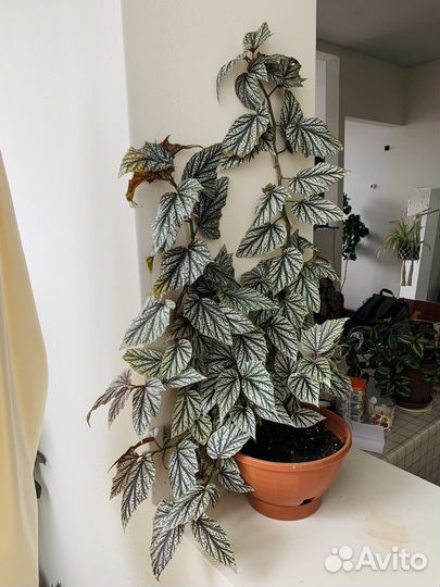 Бегония серебристо крапчатая 80см