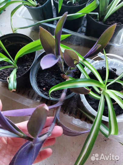 Комнатные Сингониум,хлорофитум,сеткреазия