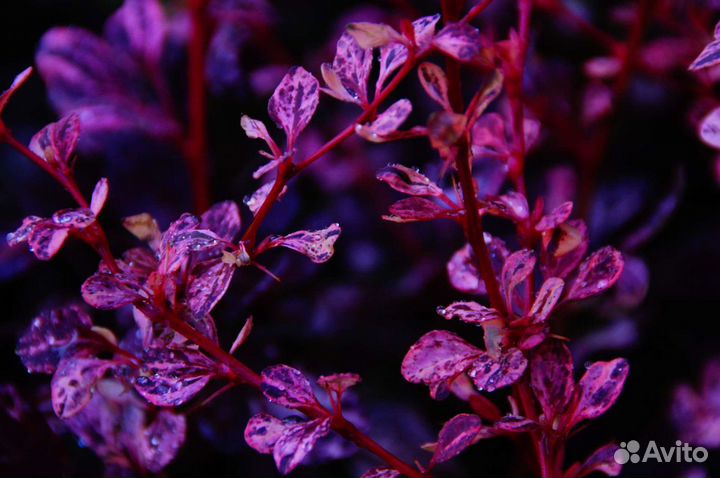 Барбарис тунберга