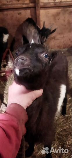 Козы ламанча