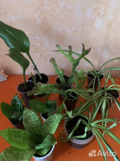 Много комнатных растений