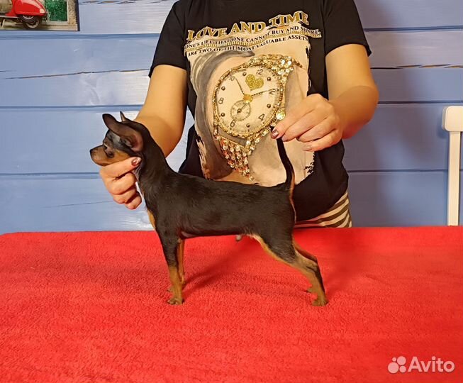 Супер супер мини