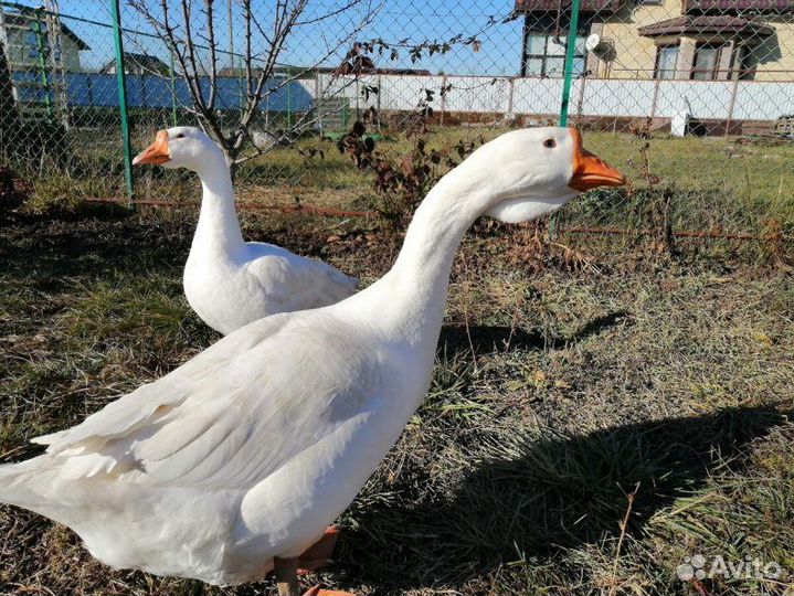 Продам гусей
