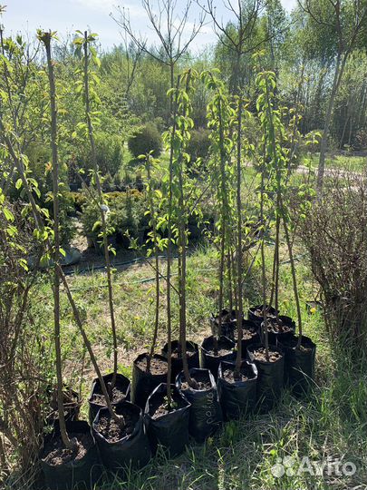 Саженцы черешни и вишни