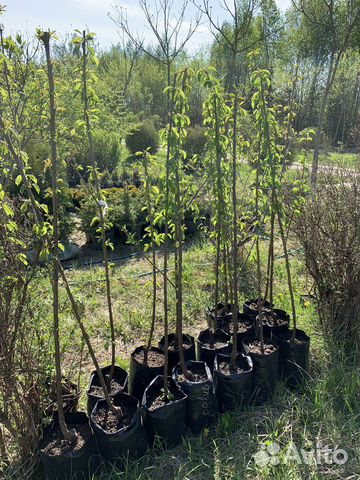 Саженцы черешни и вишни