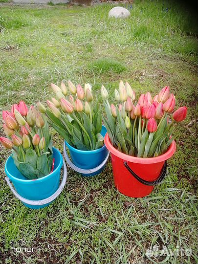 Тюльпаны цветы