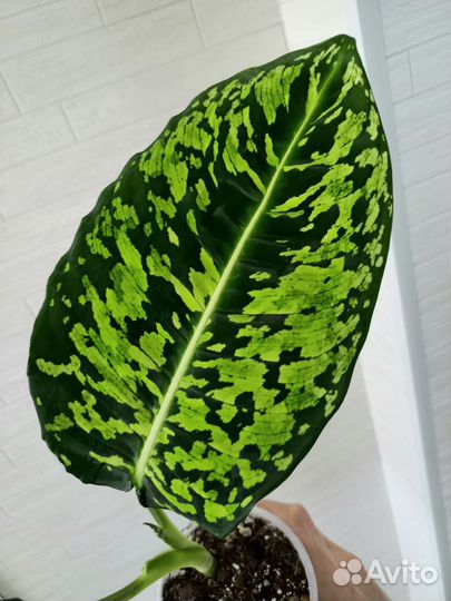 Диффенбахия Рефлектор