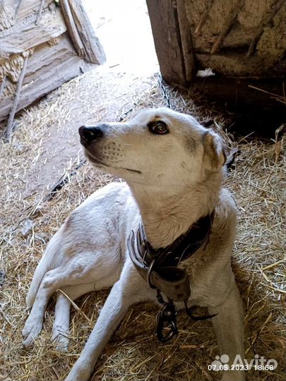 Собака в добрые руки