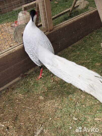 Семья серебристых фазанов