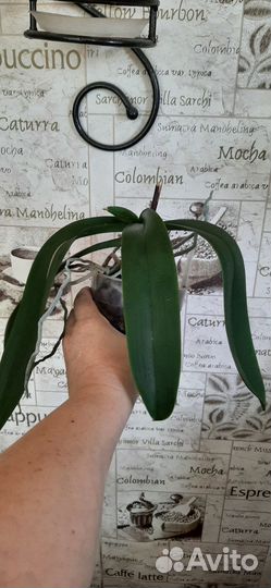 Орхидея фаленопсис