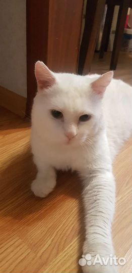 Роскошный кот в добрый дом