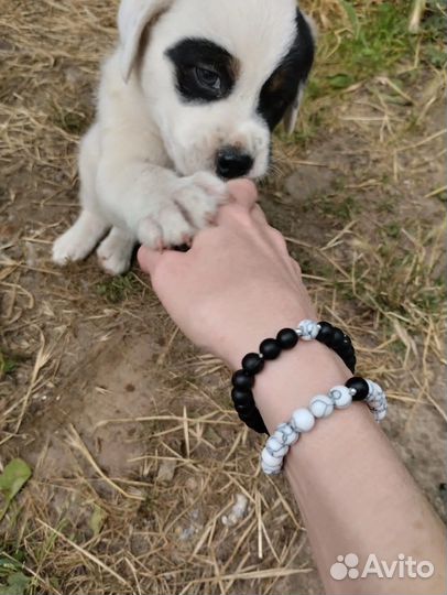 Бездомный щенок