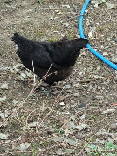 Куры петухи