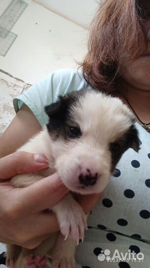 Собака в добрые руки щенок мальчик