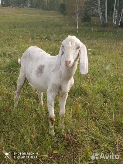 Нубийские козел