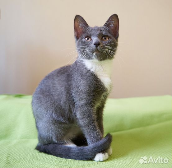 Кошка в дар бесплатно