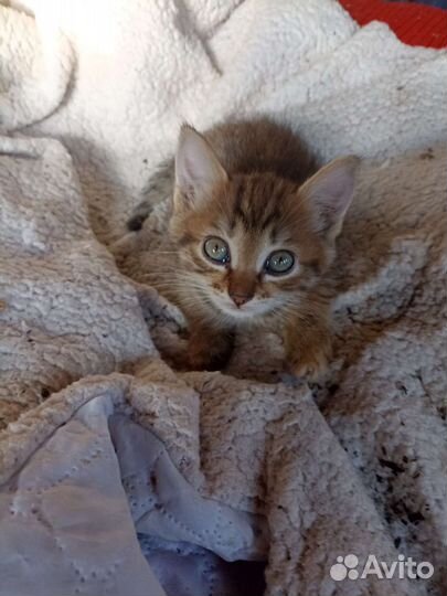 Кошка в дар бесплатно
