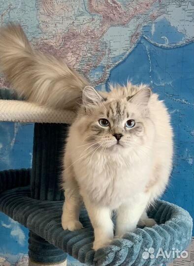 Кот
