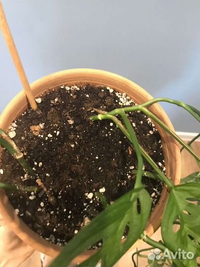 Монстера манки