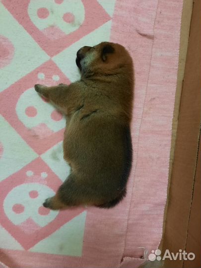 Щенки сиба ину