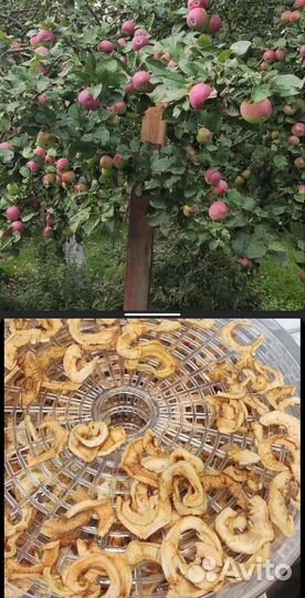 Яблоки свежие/сушеные