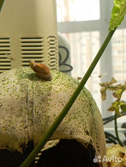 Мох, Покемоны улитки, гуппи эндлера,креветки