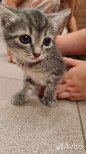 Котенок в добрые руки