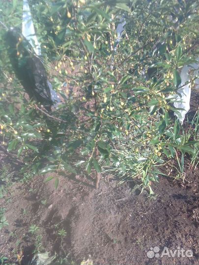 Саженцы :Малина,смородина,слива(терн), и