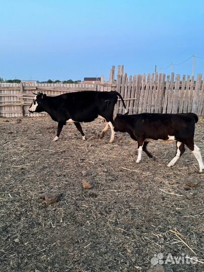 Коровы с телятами