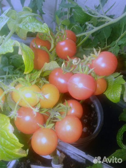 Рассада карликовых томатов для дома