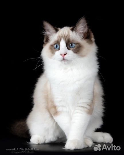 Utrecht, seal bicolor ragdoll