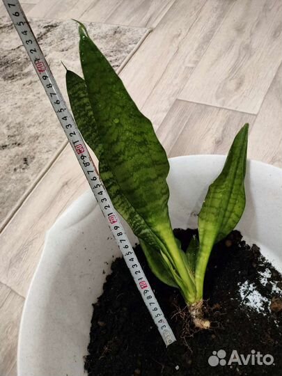 Сансевиерия