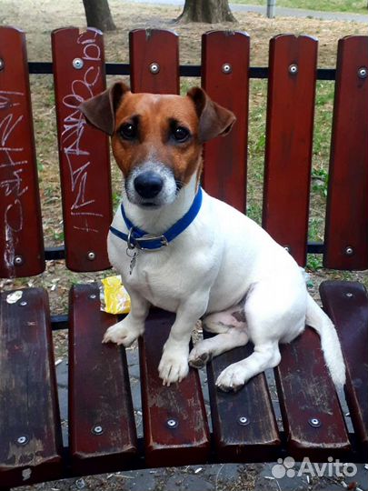 Титулованный Кобель для вязки