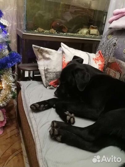 Лабрадор для вязки