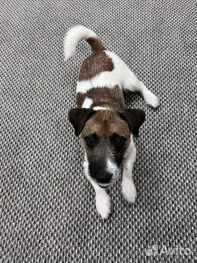 Вязка собак